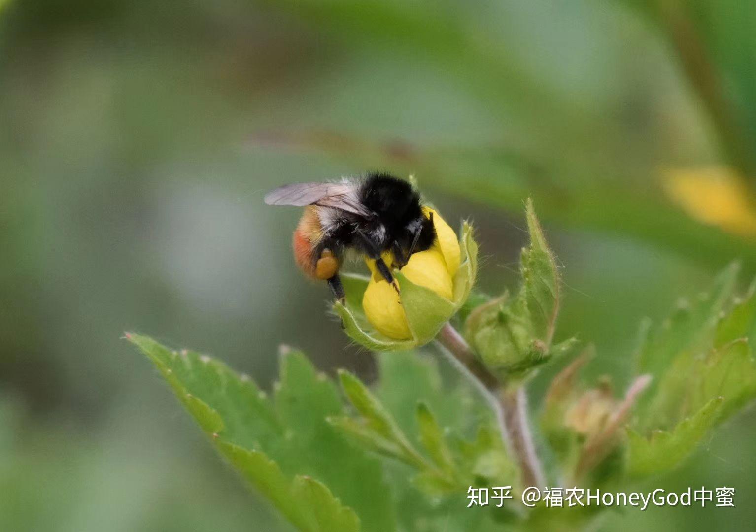 这是什么蜜蜂啊跟我想象中的不一样挺可爱的?很肥嘟嘟的?