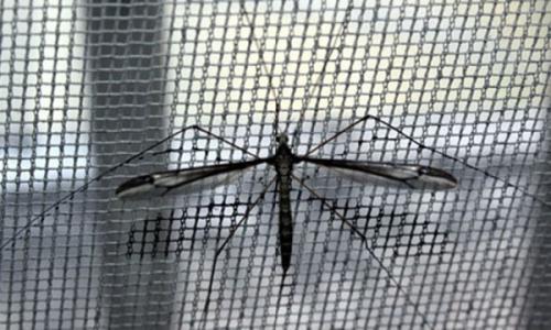 这只巨型蚊子是什么品种
