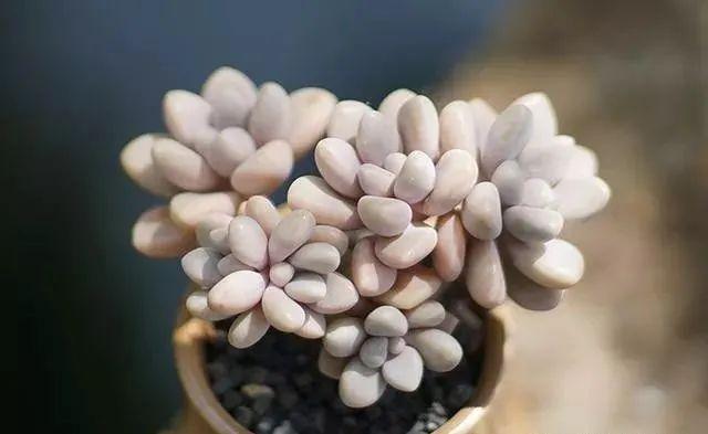 多肉植物怎么养成老桩，多肉老桩的养成方法有哪些- 知乎