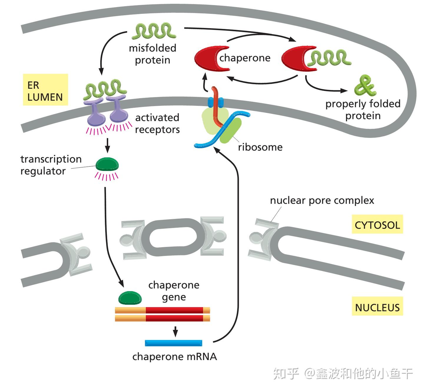 内质网和高尔基体的膜泡运输——货物蛋白的分拣与捕获 - 知乎