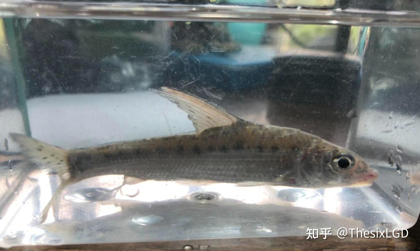 南京地区原生鱼虾等资源整理 - 知乎