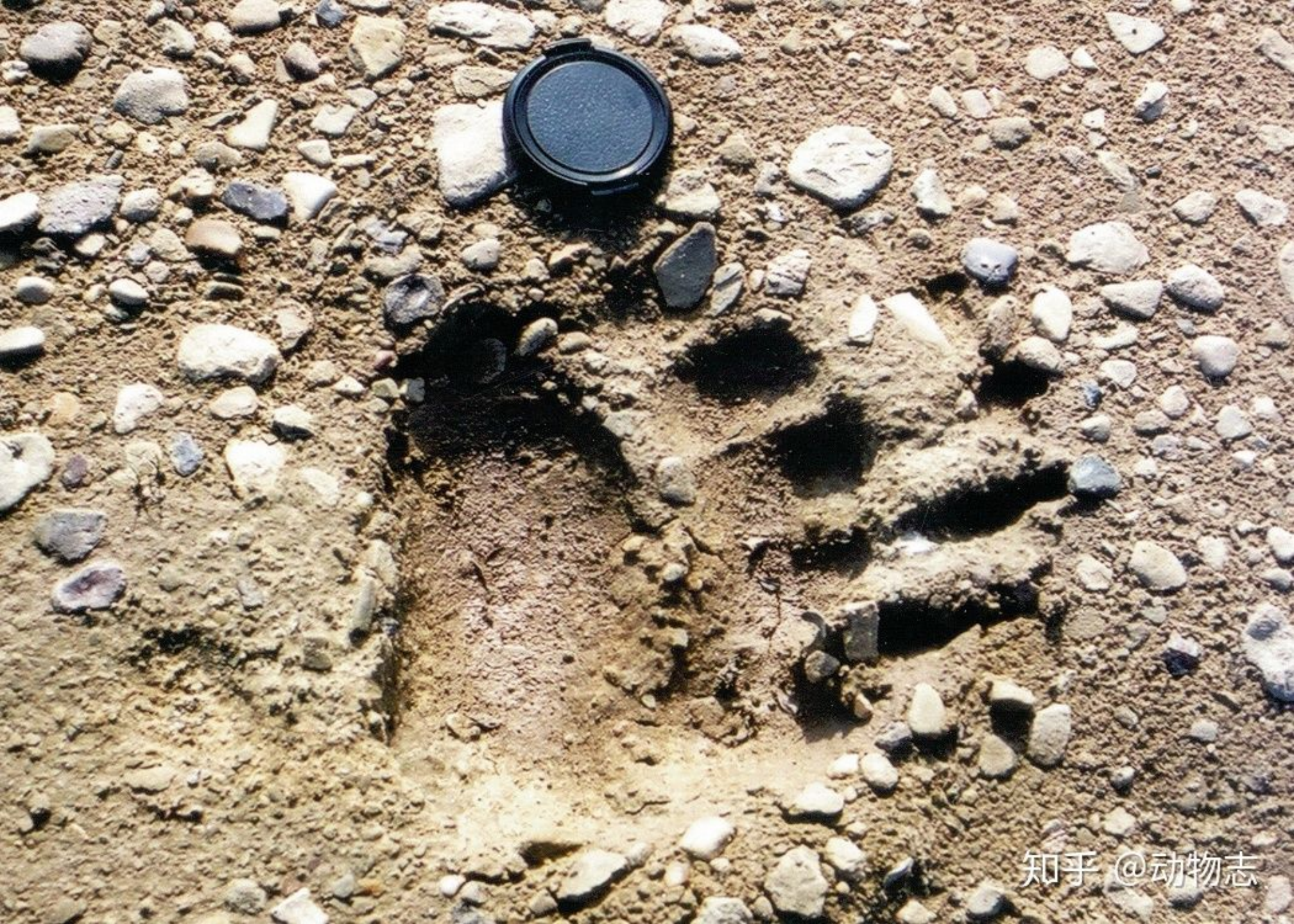 2004 年在同一地发现的棕熊足迹(该足迹较狭长,爪痕显著,表现出明显