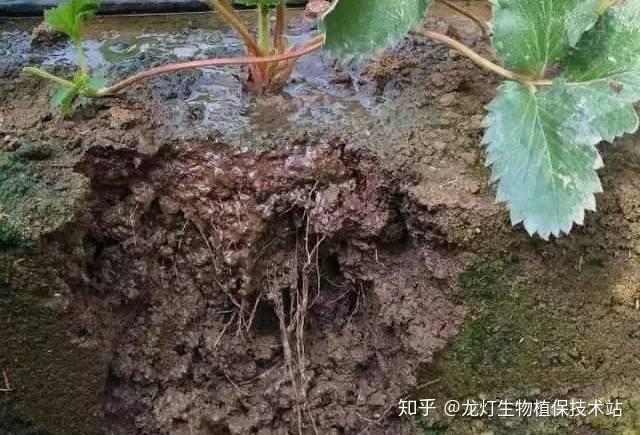 树靠根长,根靠叶养,树怕伤根……你真的懂的养“根”吗? - 知乎