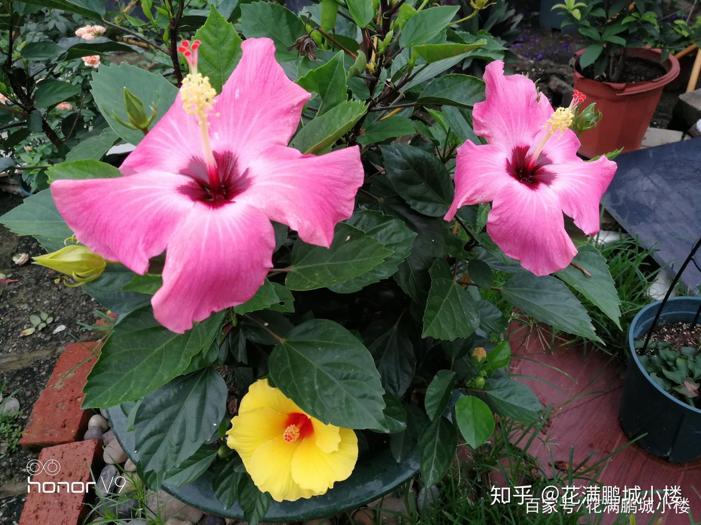 朱瑾花——花大艳丽又皮实耐晒 - 知乎