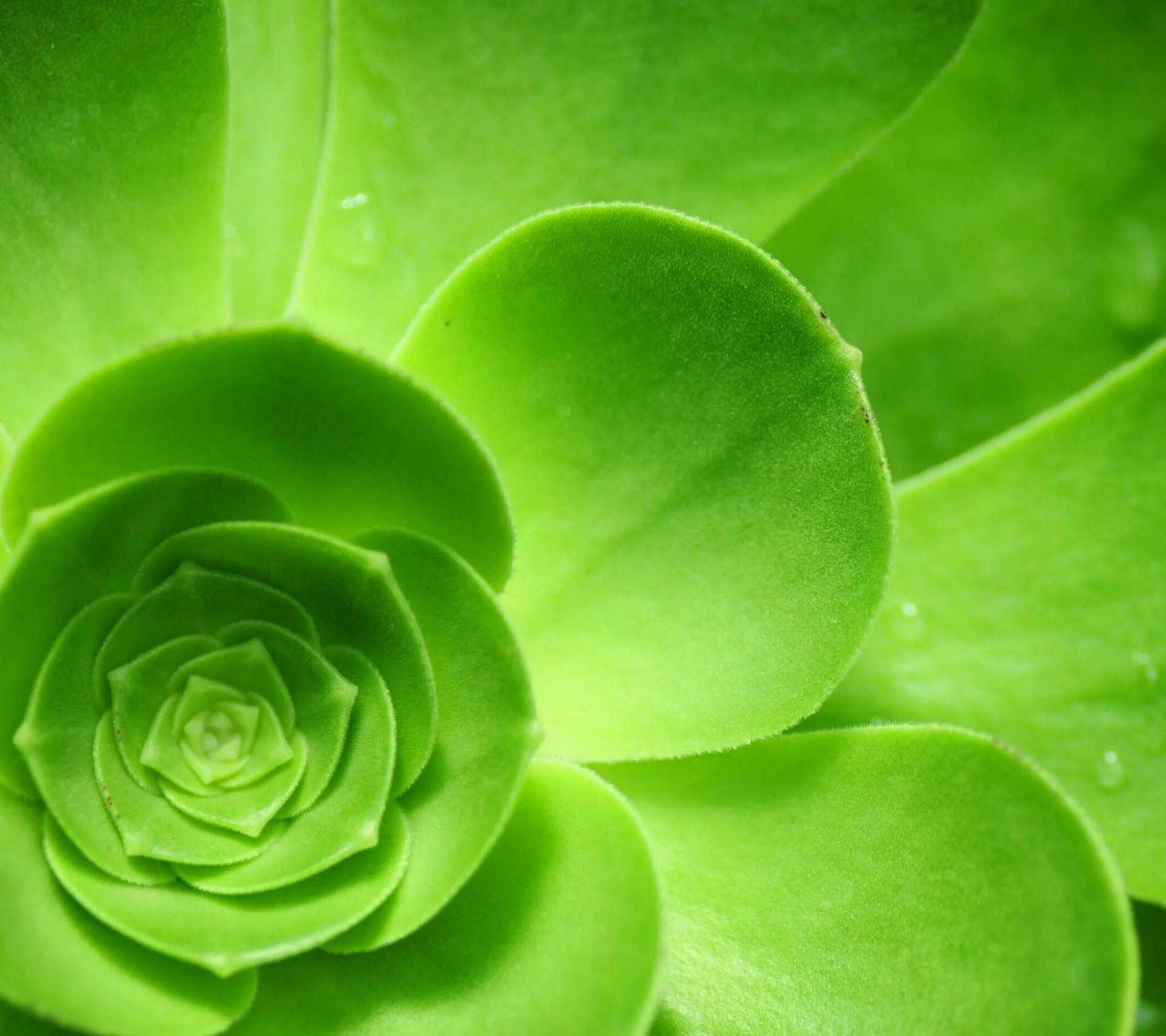 绿色的电脑壁纸比其他颜色的更加保护眼睛吗