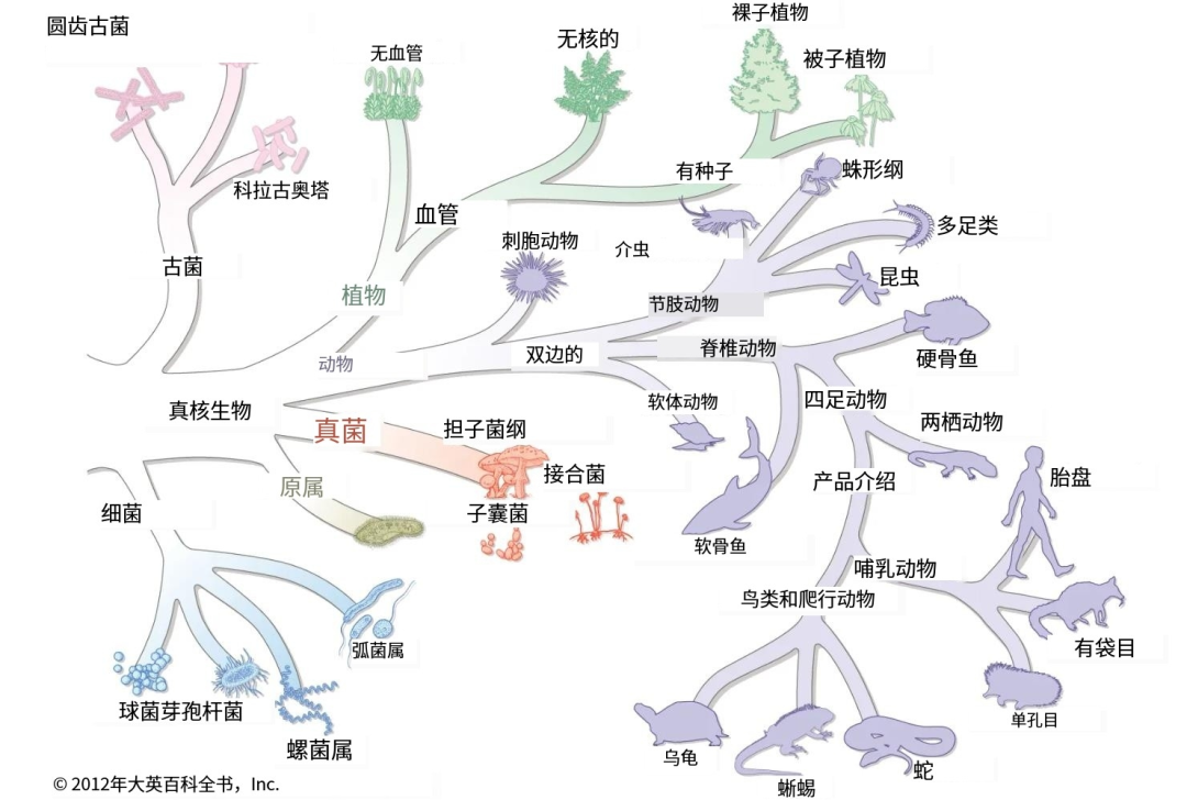 细菌的分类、结构及发展简史 - 知乎