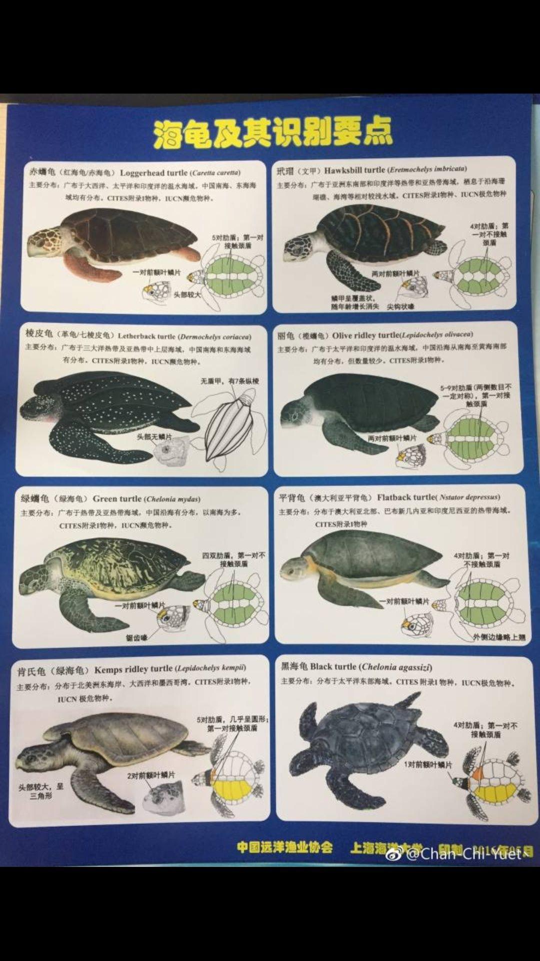 如何区分玳瑁红海龟绿海龟棱皮龟等各种海龟