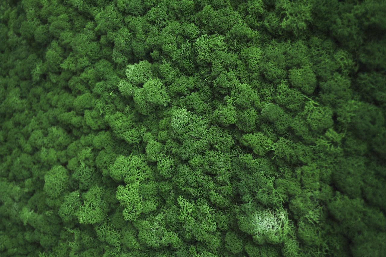 2. 绿底黑字经典