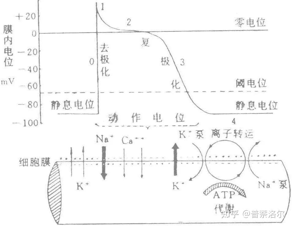 生理学|细胞的基本功能(下) - 知乎