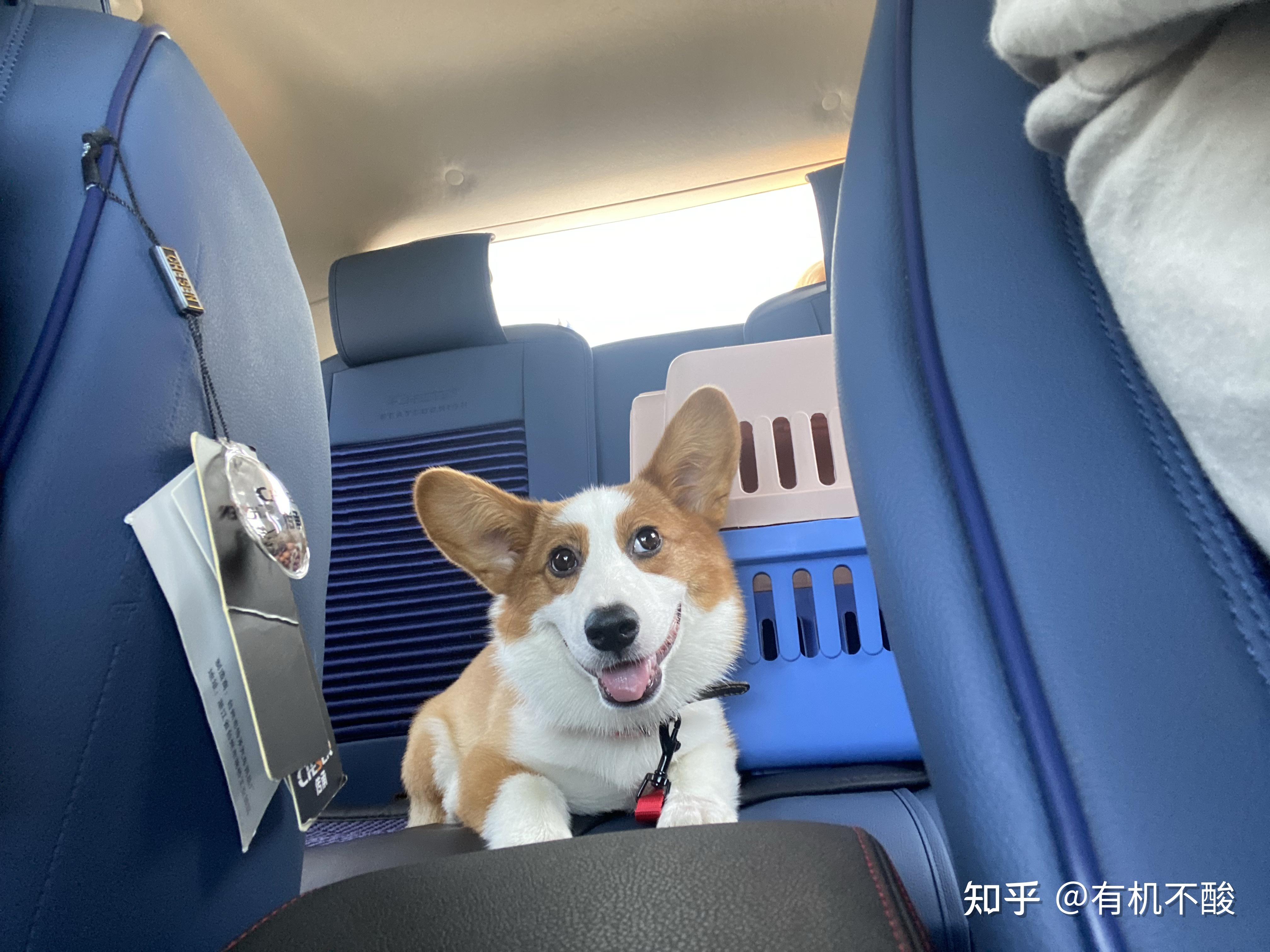 想问一下柯基脸上的这个黑毛长大后会褪吗我看是从根部黑的