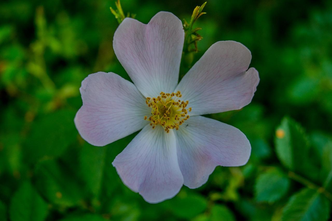 3. 永生花色彩保留