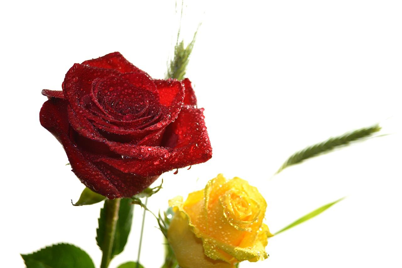 2. 柠檬香茅驱蚊