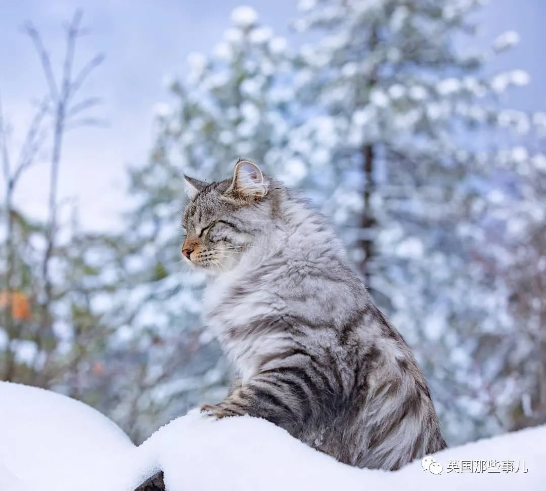 尾巴像松鼠的猫图片