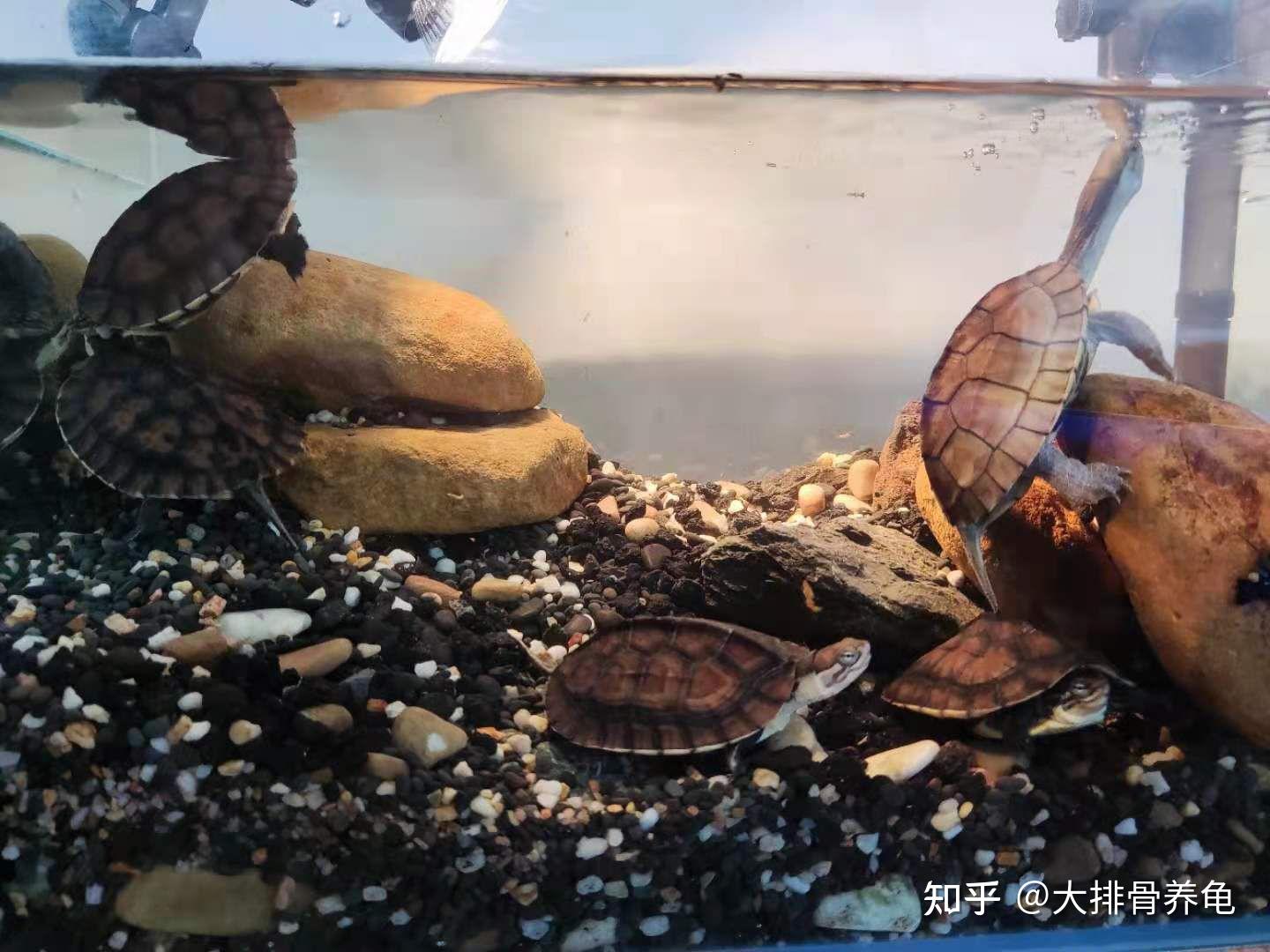 推荐一下互动性最好的龟? - 知乎