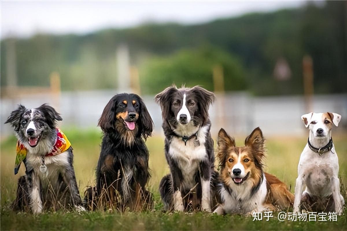 从未见过老虎的狗，为何第一次看见老虎就被吓尿？真是血脉压制？ - 知乎