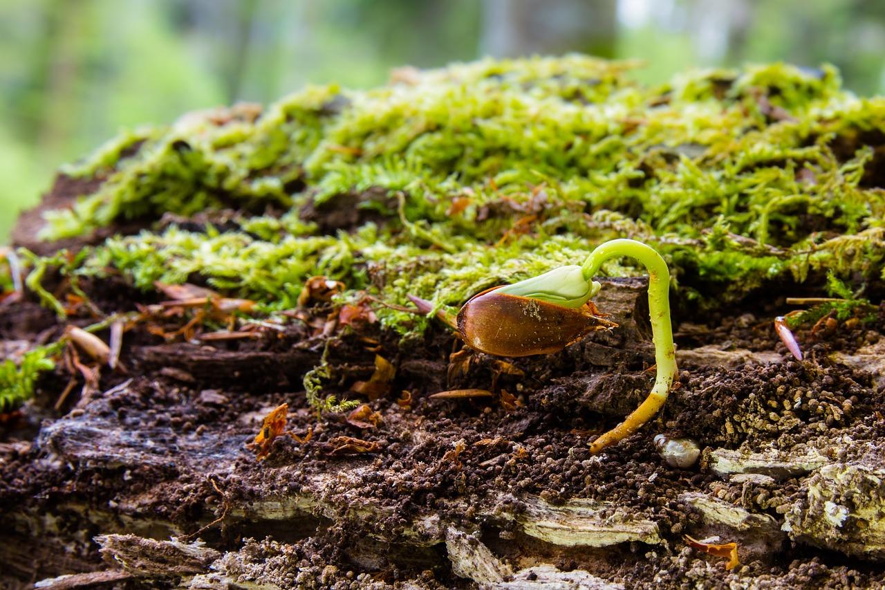 扦插多少时间出芽