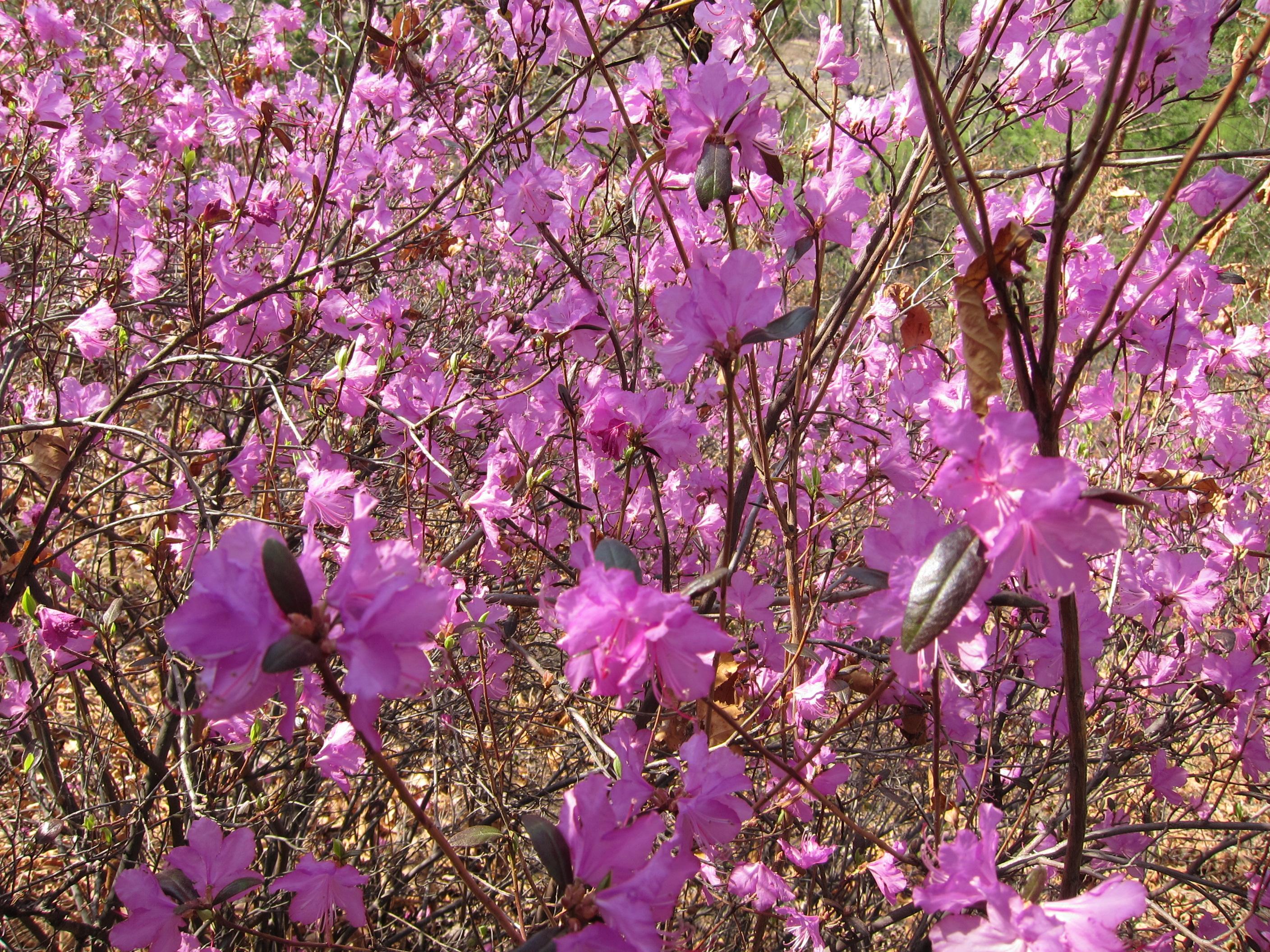 淘宝买了这个所谓的大兴安岭野生杜鹃花是否会对当地植被生态造成影响