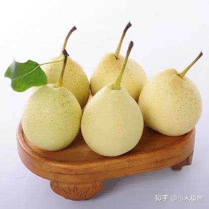 梨的种类统计,了解不同品种,去超市也会挑选了 - 知乎