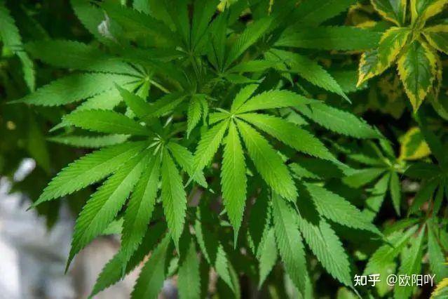 德国民众聚众吸食大麻庆祝该国大麻合法化如何看待此法将产生什么影响