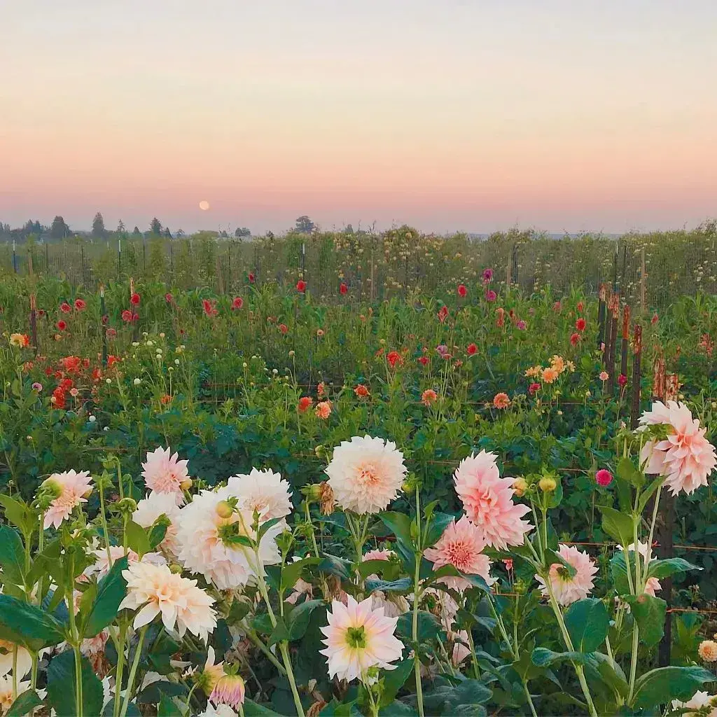 有哪些好看的qq主页背景图