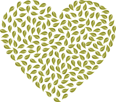 绿豆种植乐趣多