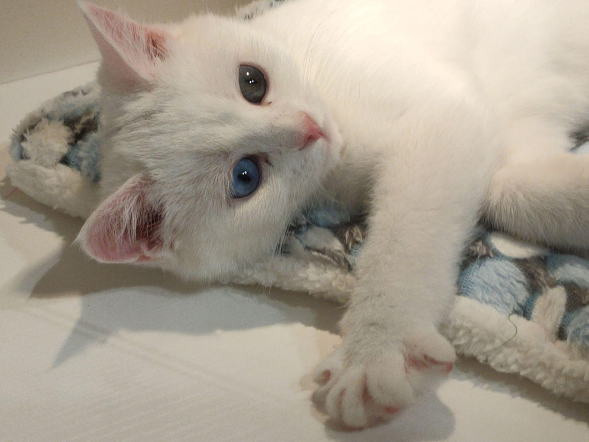 纯白英短跟普通白猫的区别到底在哪里?