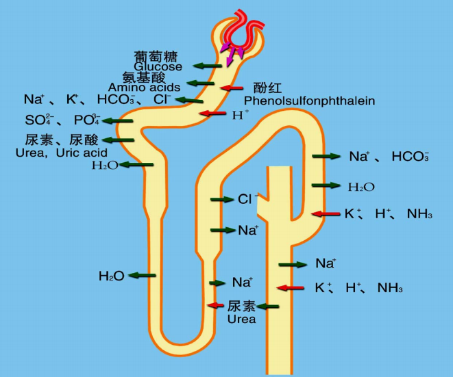 （肾脏生理系列）生理学06-2：肾小管的运作 - 知乎