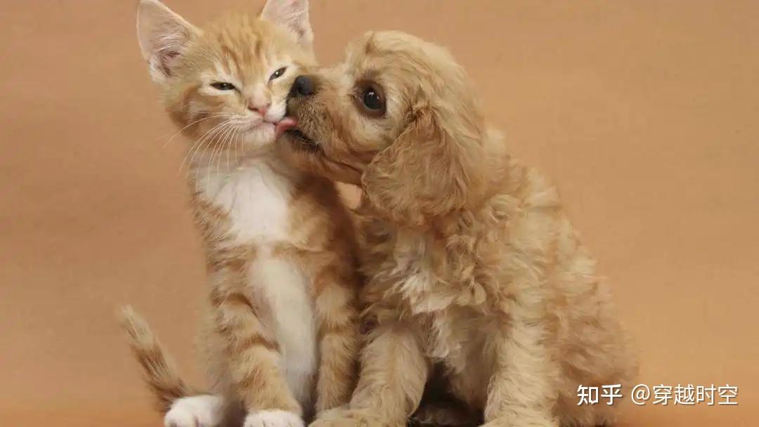 年纪轻轻、猫狗双全!多宠家庭,这几点不容忽视…… - 知乎