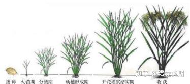 籼稻期货深度剖析:生产、消费、供需、交割等详解(早籼稻与晚籼稻) - 知乎