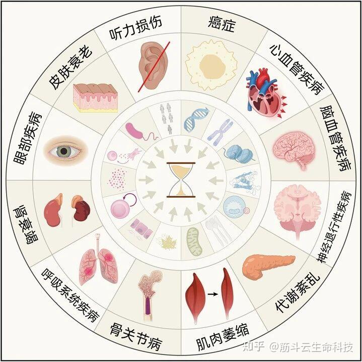 《Cell》重磅突破！14大衰老标志+衰老基因揭秘，“孤独”“僵化”竟是催老元凶？ - 知乎