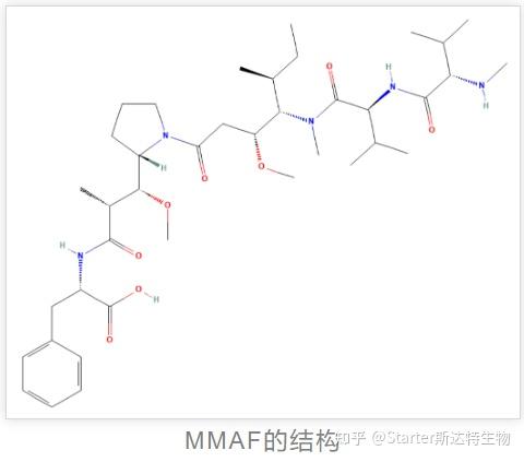 MMAE/MMAF何以成为ADC药物的“核心弹头”？ - 知乎