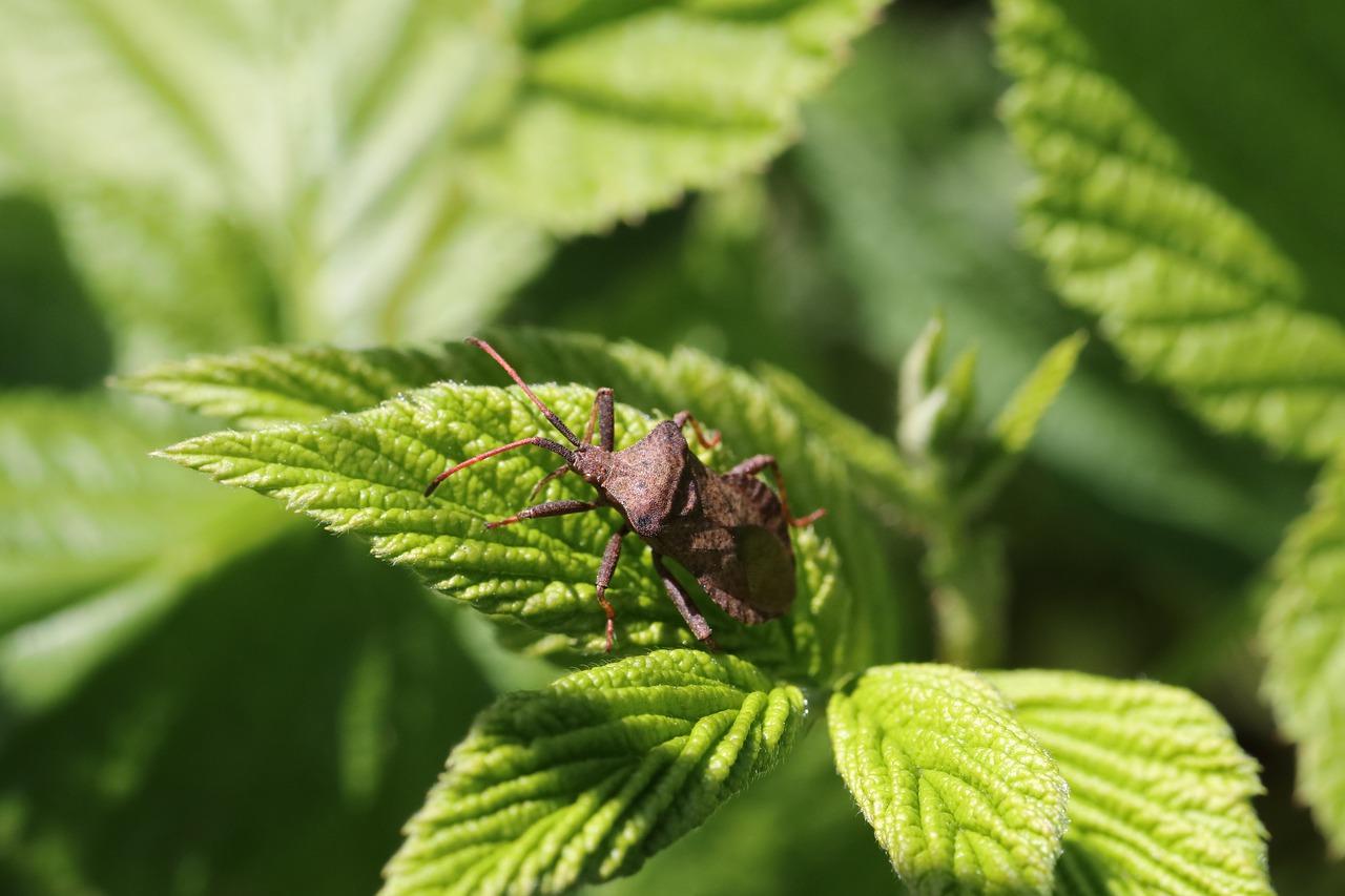 月季虫害预防措施
