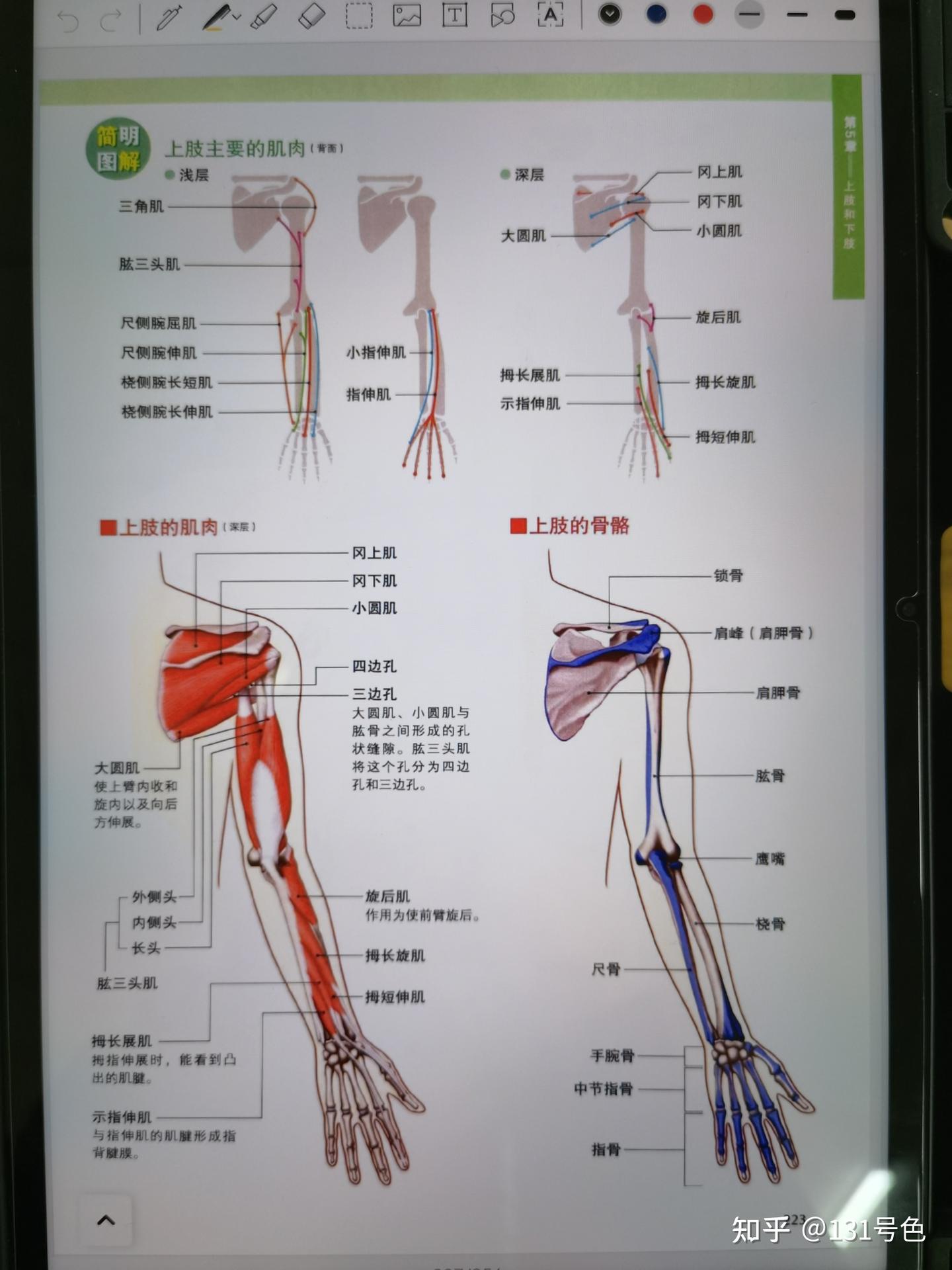 人体系統解剖学 男性肌肉系统解剖学-后视角和前视角-全身-教学库存矢量图（免