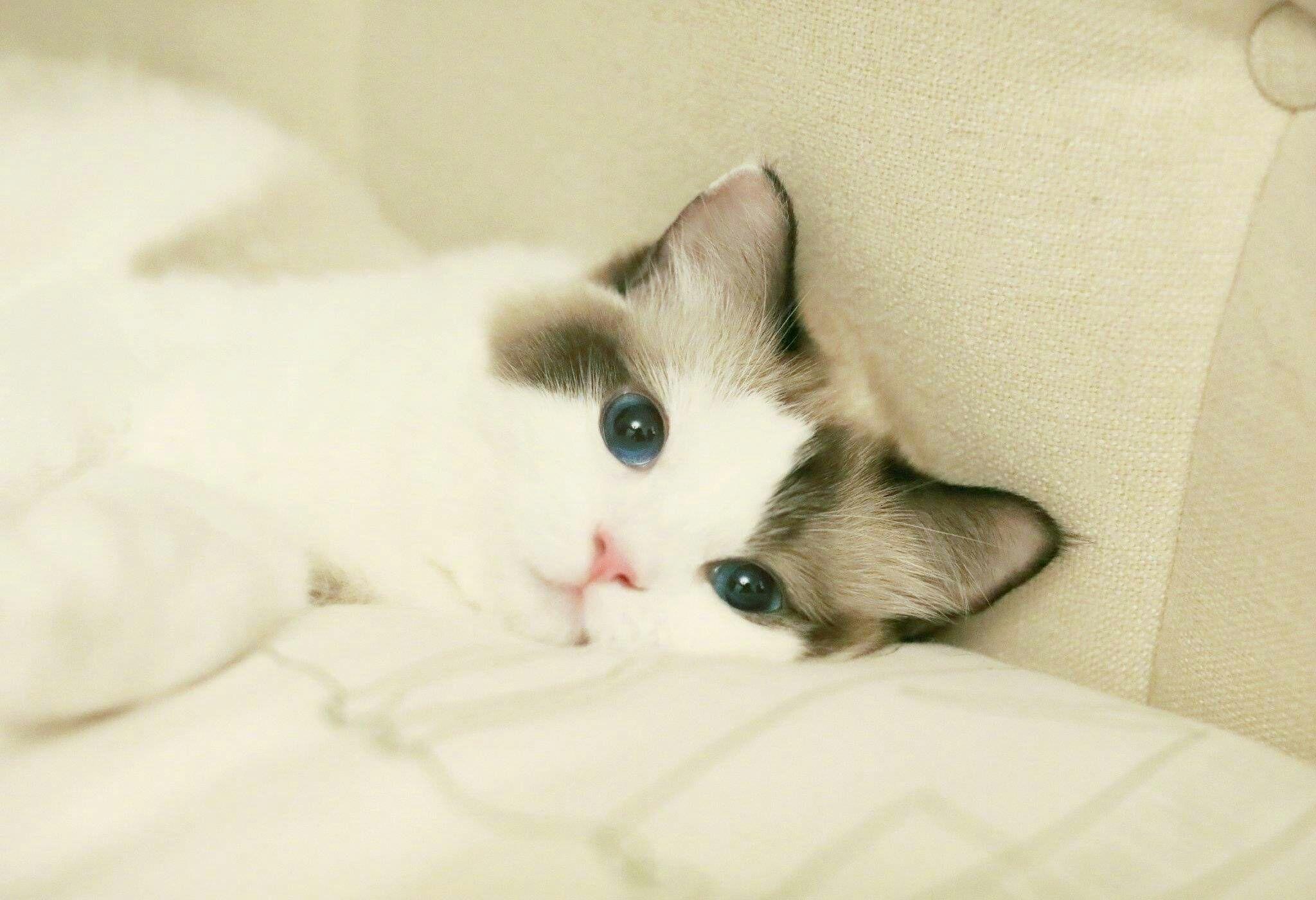 突然发现鞠婧祎的宠物猫好可爱是什么品种多少价格可以领养