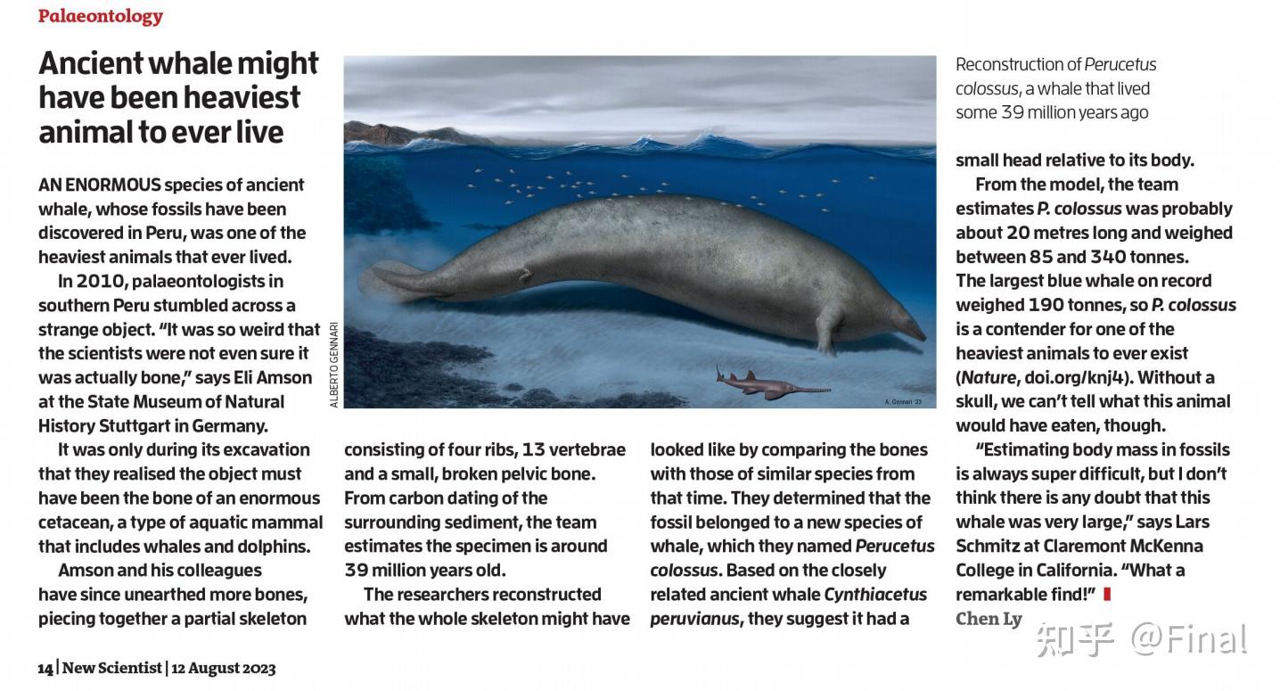New Scientist」Ancient whale might have been heaviest animal to ever  survive.一种古鲸或为史上质量最大物种- 知乎