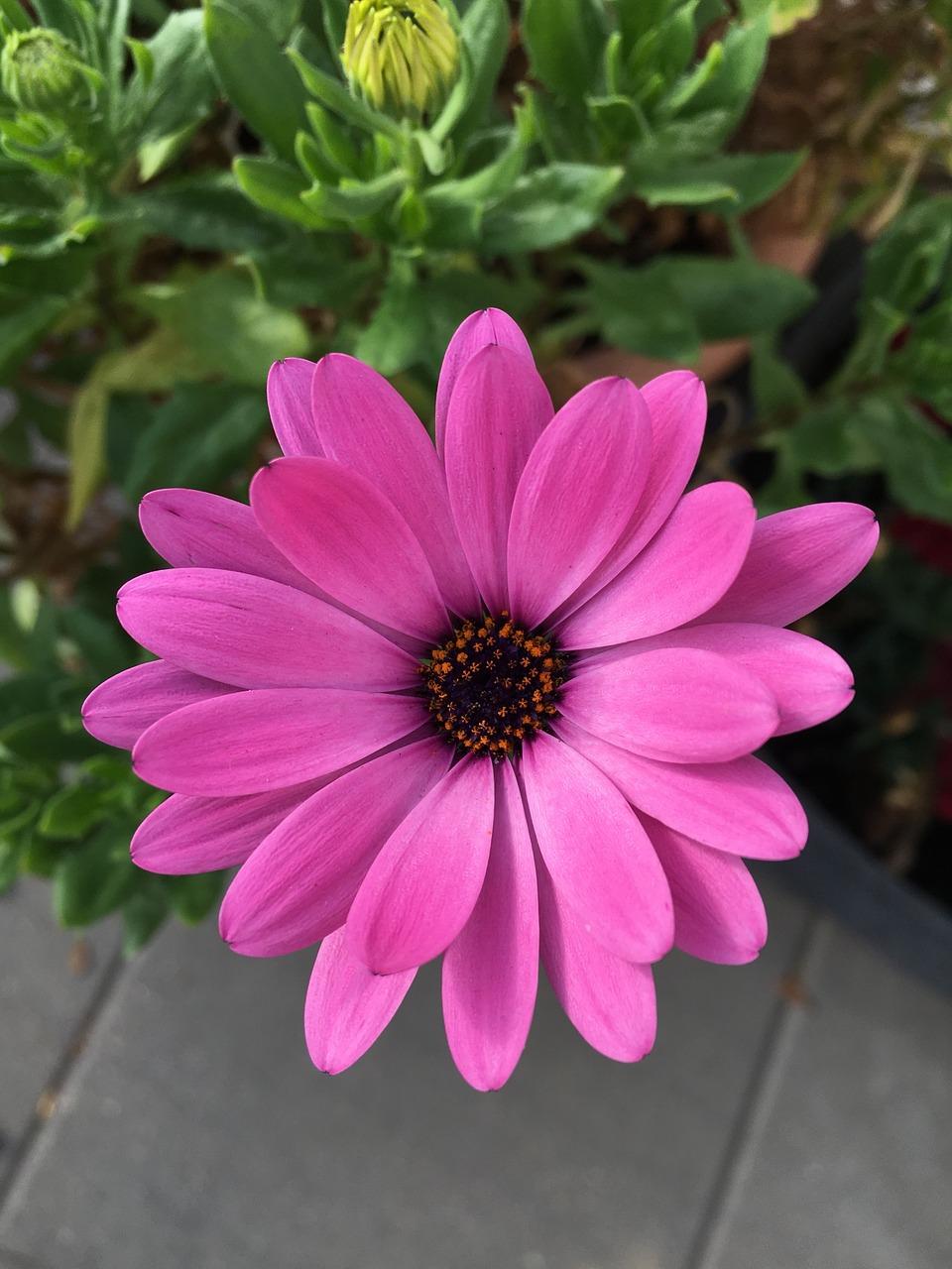 4. 大丽花开花季节