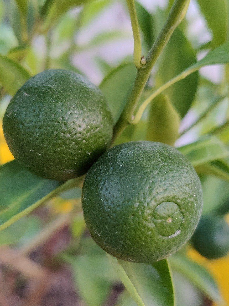 2. 柠檬适宜土壤