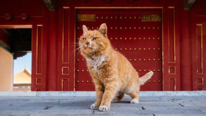 什么是猫血栓?如何诊断与治疗? - 知乎