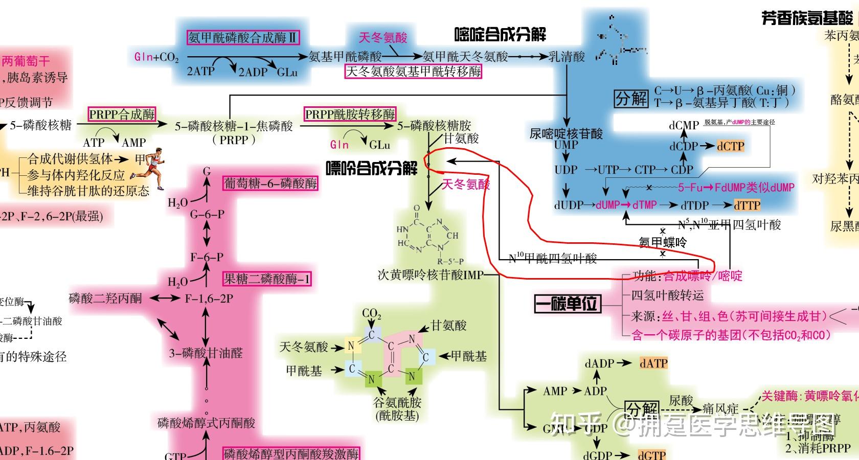 四氢叶酸是怎么参与嘌呤的从头合成的具体的哪一步