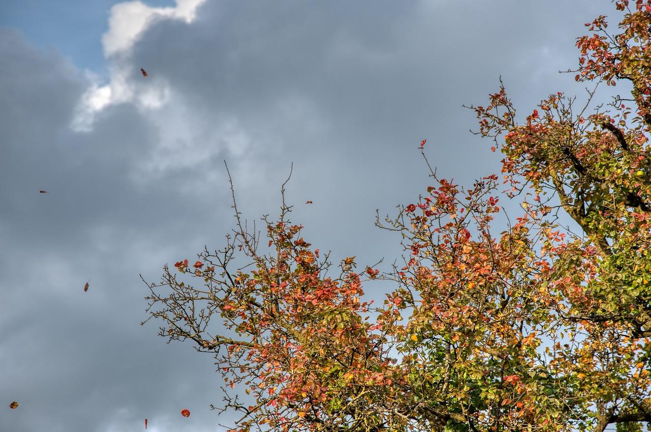 叶子焉了是怎么回事