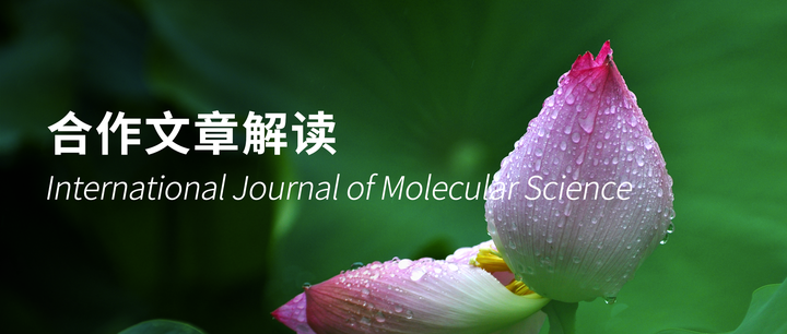 湖北大学杨平仿团队揭示了莲花叶柄刚性形成的内在机理 - 知乎