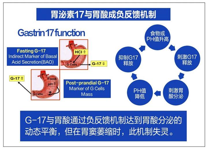 胃泌素三角图片