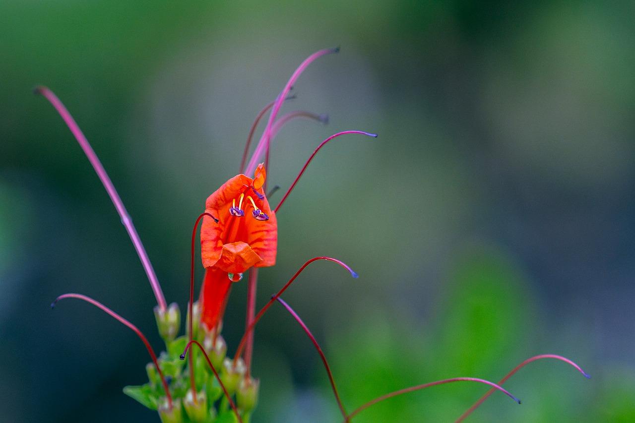 庭院花坛搭配建议