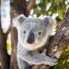 quantkoala