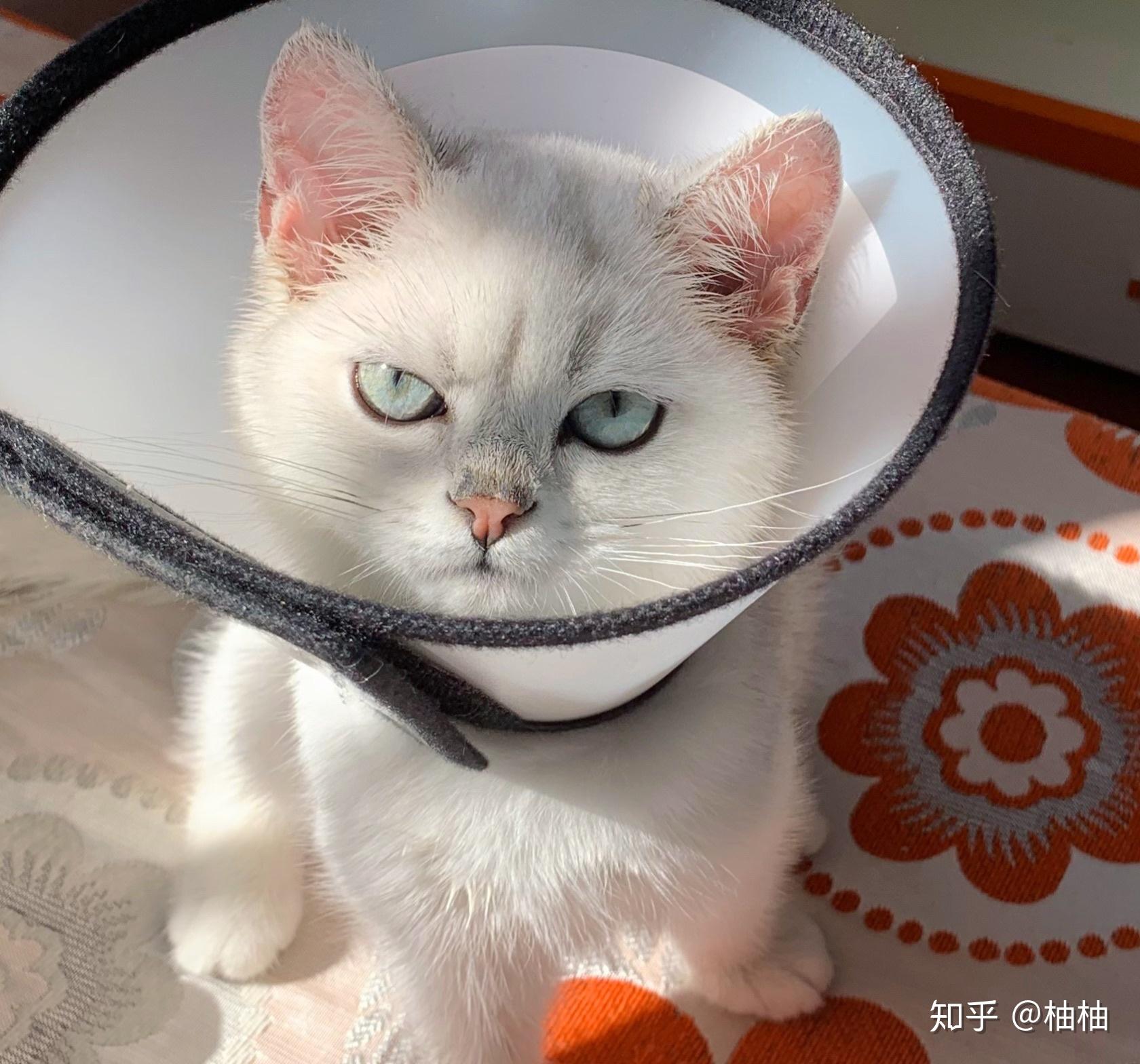 银渐层有多丑? - 知乎