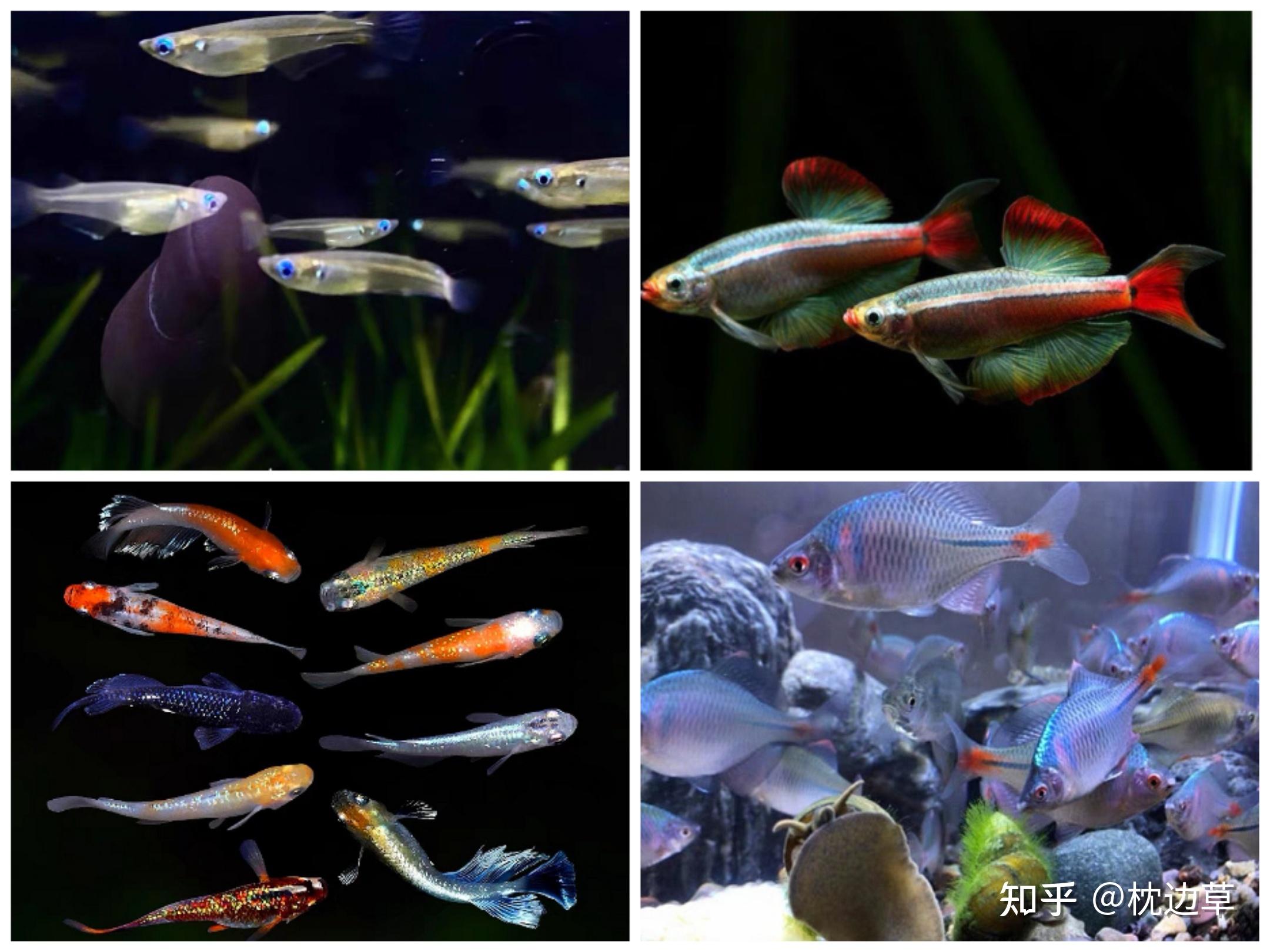 草金鱼与什么鱼混养比较好?