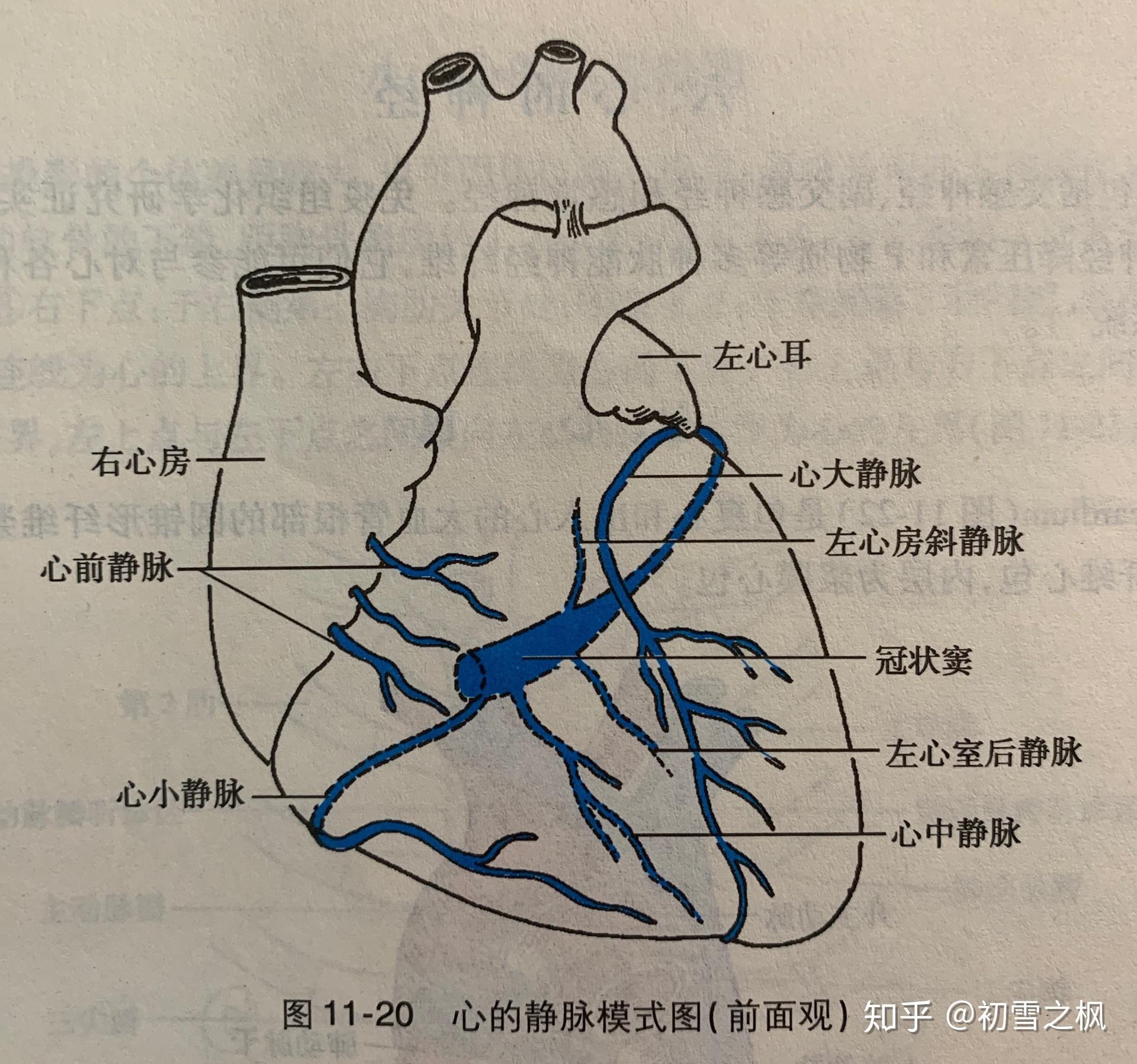 心脏解剖图冠状静脉图片