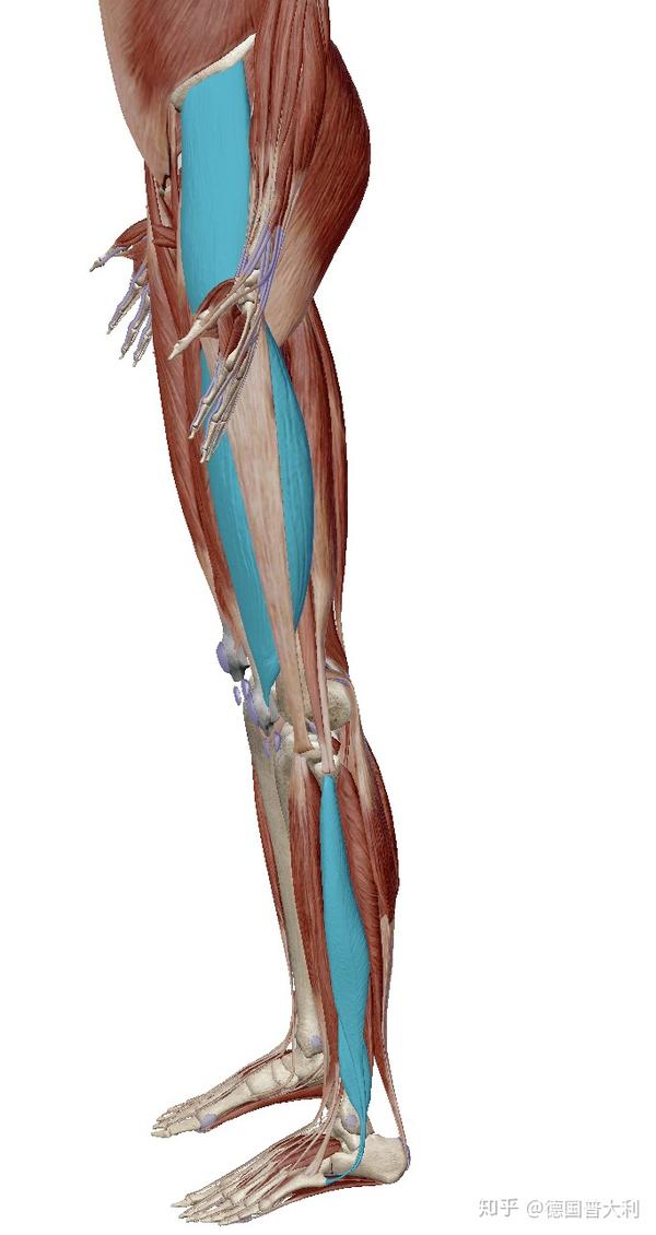 小腿肌肉疝图片