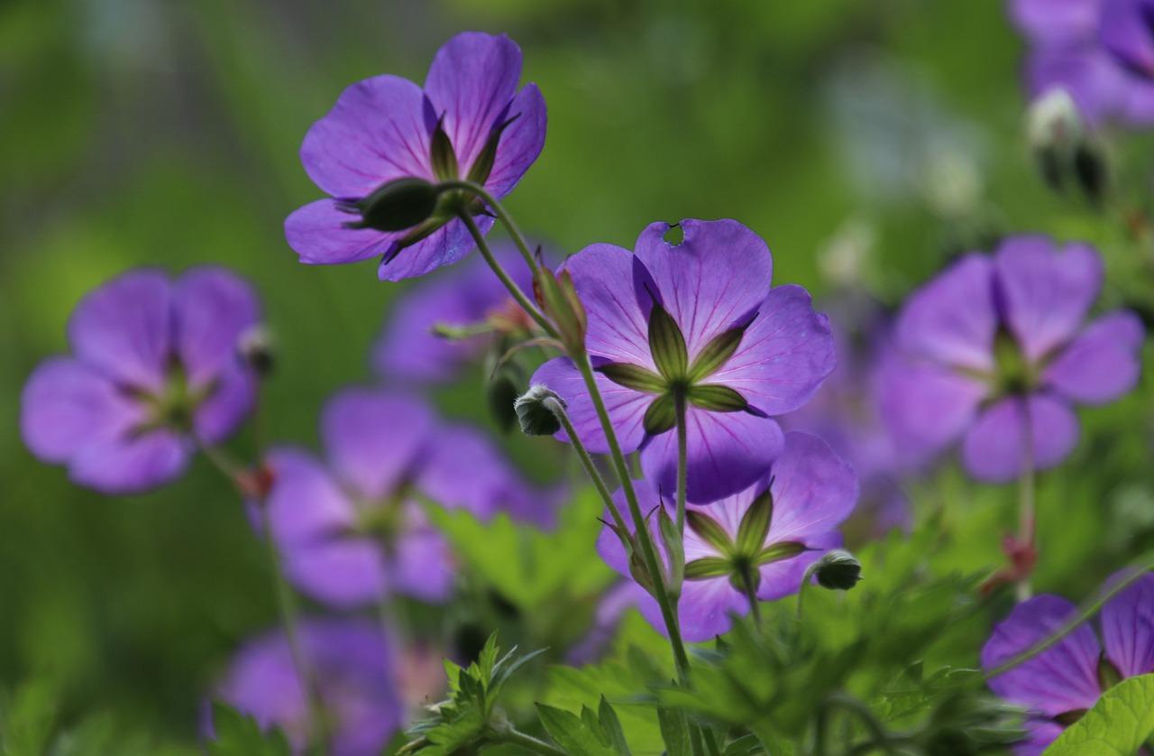 3. 植物染色彩调配