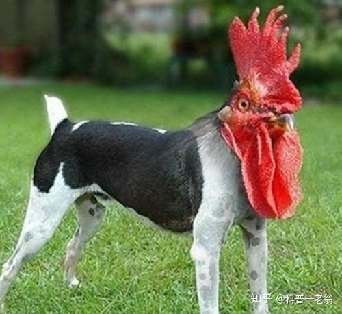 你支持转基因吗?